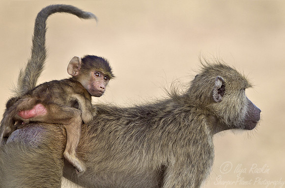 024 Chacma baboon (Papio ursinus)