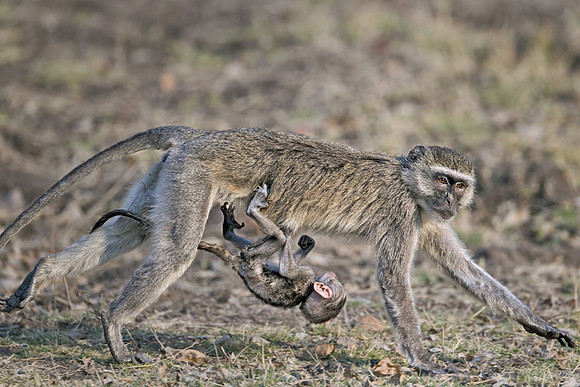 027 Vervet monkey (Chlorocebus pygerythrus)
