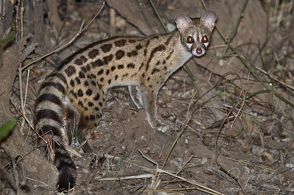 069 Large-Spotted genet (Genetta tigrina) - South Luangwa Zambia