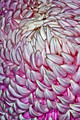082 Longwood Gardens - PA