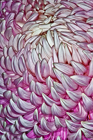 082 Longwood Gardens - PA