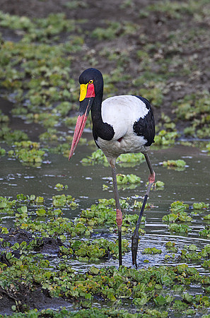 150 Saddle-billed Stork male(Ephippiorhynchus senegalensis) - South Luangwa Zambia