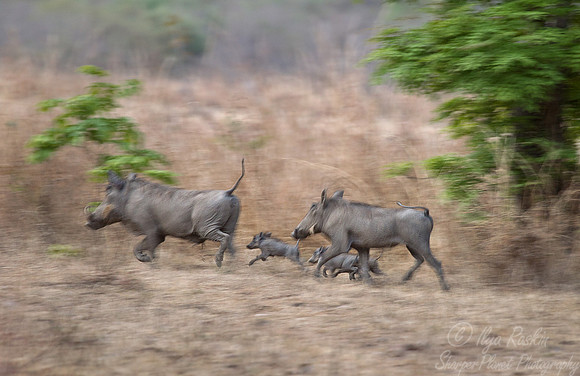 145 Common Warthogs (Phacochoerus africanus) - South Luangwa Zambia