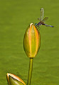 084 Longwood Gardens - PA