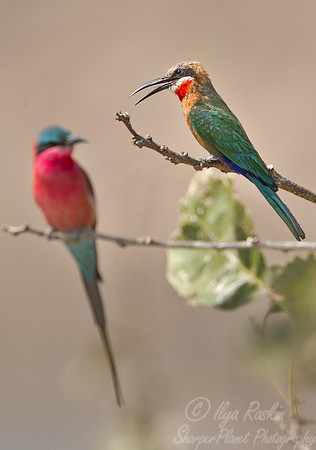 059 Blue-tailed Bee-eater (Merops philippinus) front - South Luangwa Zambia