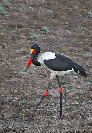151 Saddle-billed Stork female(Ephippiorhynchus senegalensis) - South Luangwa Zambia