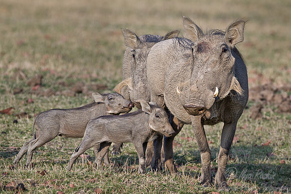 143 Common Warthogs (Phacochoerus africanus) - South Luangwa Zambia