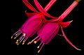 081 Longwood Gardens - PA