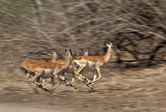 148 Impala (Aepyceros melampus) - South Luangwa Zambia