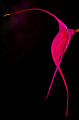 088 Longwood Gardens - PA