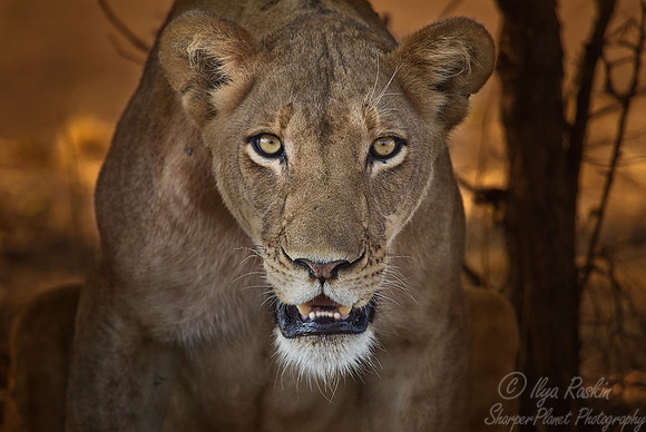 082 Lion (Panthera leo) - South Luangwa Zambia