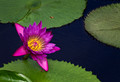 087 Longwood Gardens - PA