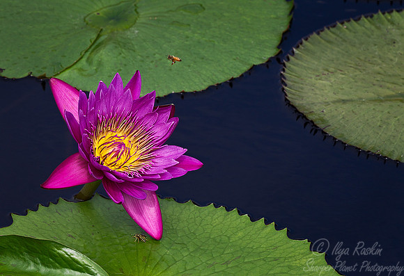087 Longwood Gardens - PA