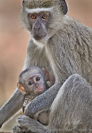 026 Vervet monkey (Chlorocebus pygerythrus)