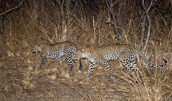 071 Leopards (Panthera pardus) - South Luangwa Zambia