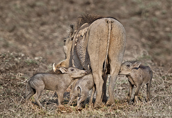 142 Common Warthogs (Phacochoerus africanus) - South Luangwa Zambia