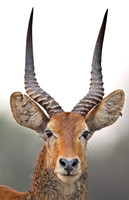 2012 Zambia 2