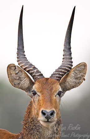 150 Puku male (Kobus vardonii) - South Luangwa Zambia