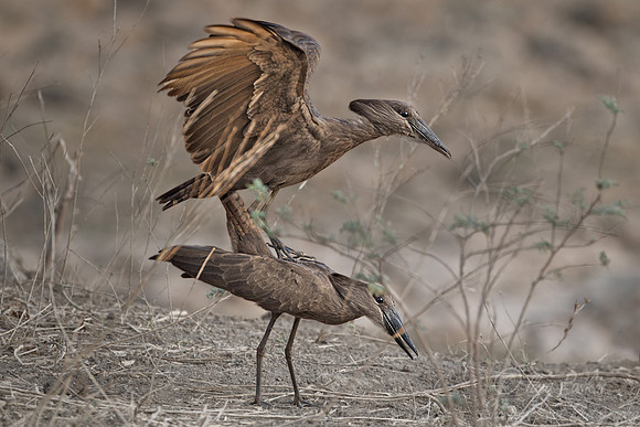 061Hamerkop (Scopus umbretta) - South Luangwa Zambia