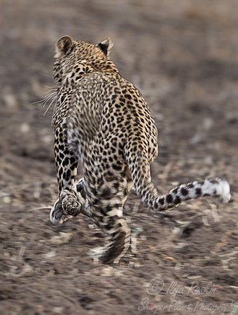 072 Leopard (Panthera pardus) - South Luangwa Zambia