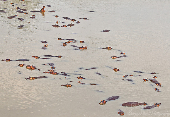 155 Hippopotamus (Hippopotamus amphibius) - South Luangwa Zambia