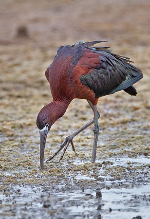 132 Glossy Ibis (Plegadis falcinellus) - FL