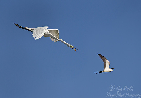 140 Great Egret chasing Swallow-tailed Kite - FL