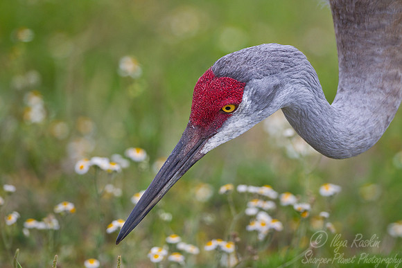 038 Sandhill Crane (Grus canadensis) - FL