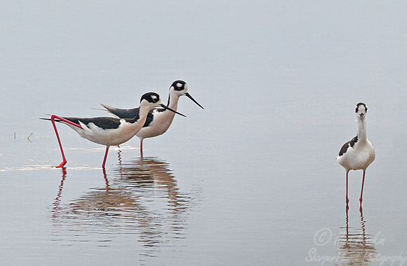 131 Black-necked Stilts (Himantopus mexicanus) - FL