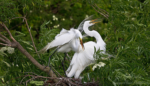 139 Great Egrets (Ardea alba) - FL