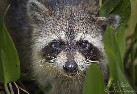064 Baby Raccoon (Procyon lotor) - FL