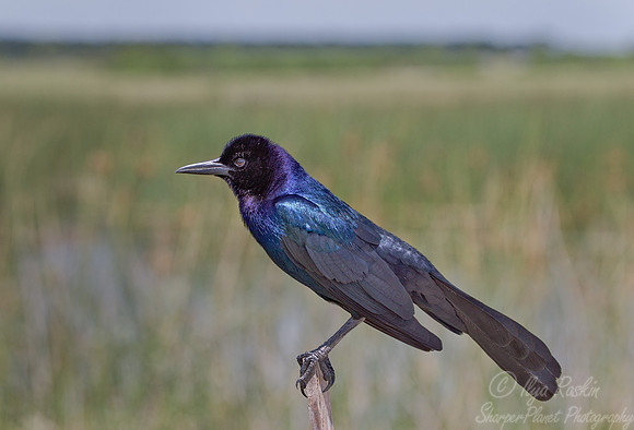 085 Boat-tailed Grackle (Quiscalus major) - FL