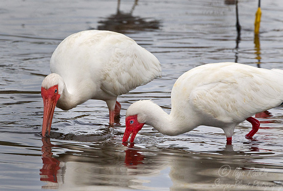 131 American White Ibis (Eudocimus albus) - FL