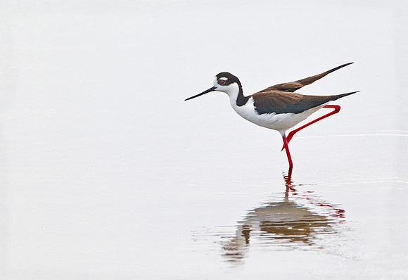 130 Black-necked Stilt (Himantopus mexicanus) - FL