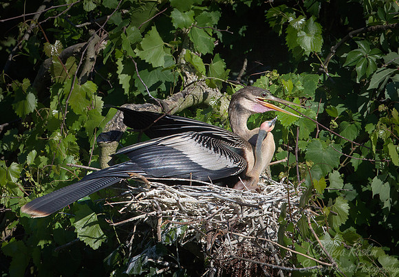 089 Anhinga (Anhinga anhinga) -FL