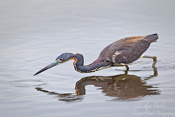 134 Tricolored Heron (Egretta tricolor) - FL