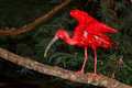 036 Scarlet Ibis (Eudocimus ruber) - Brazil