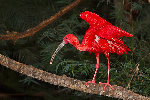 036 Scarlet Ibis (Eudocimus ruber) - Brazil