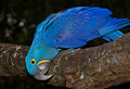 042 Hyacinth Macaw (Anodorhynchus hyacinthinus) - Brazil