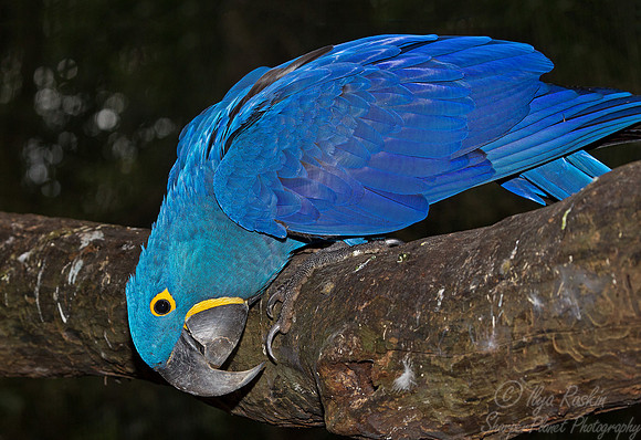 042 Hyacinth Macaw (Anodorhynchus hyacinthinus) - Brazil