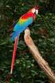 038 Scarlet Macaw (Ara macao) - Brazil