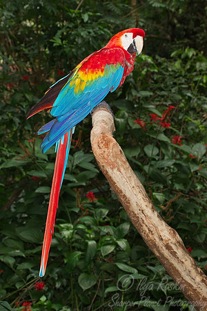 038 Scarlet Macaw (Ara macao) - Brazil