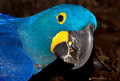043 Hyacinth Macaw (Anodorhynchus hyacinthinus) - Brazil