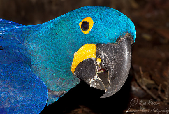 043 Hyacinth Macaw (Anodorhynchus hyacinthinus) - Brazil