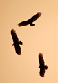 037 Black Vulture (Coragyps atratus) - Brazil