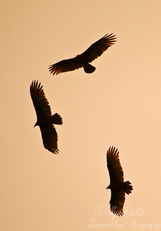 037 Black Vulture (Coragyps atratus) - Brazil