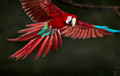 041 Scarlet Macaw (Ara macao) - Brazil