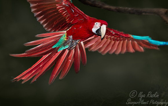 041 Scarlet Macaw (Ara macao) - Brazil