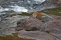 046 Rufescent Tiger Heron (Tigrisoma lineatum) - Brazil
