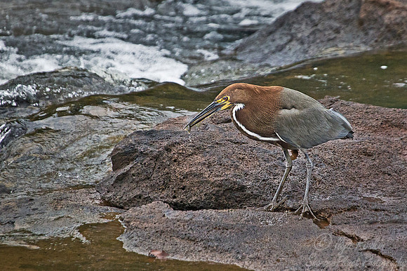 046 Rufescent Tiger Heron (Tigrisoma lineatum) - Brazil